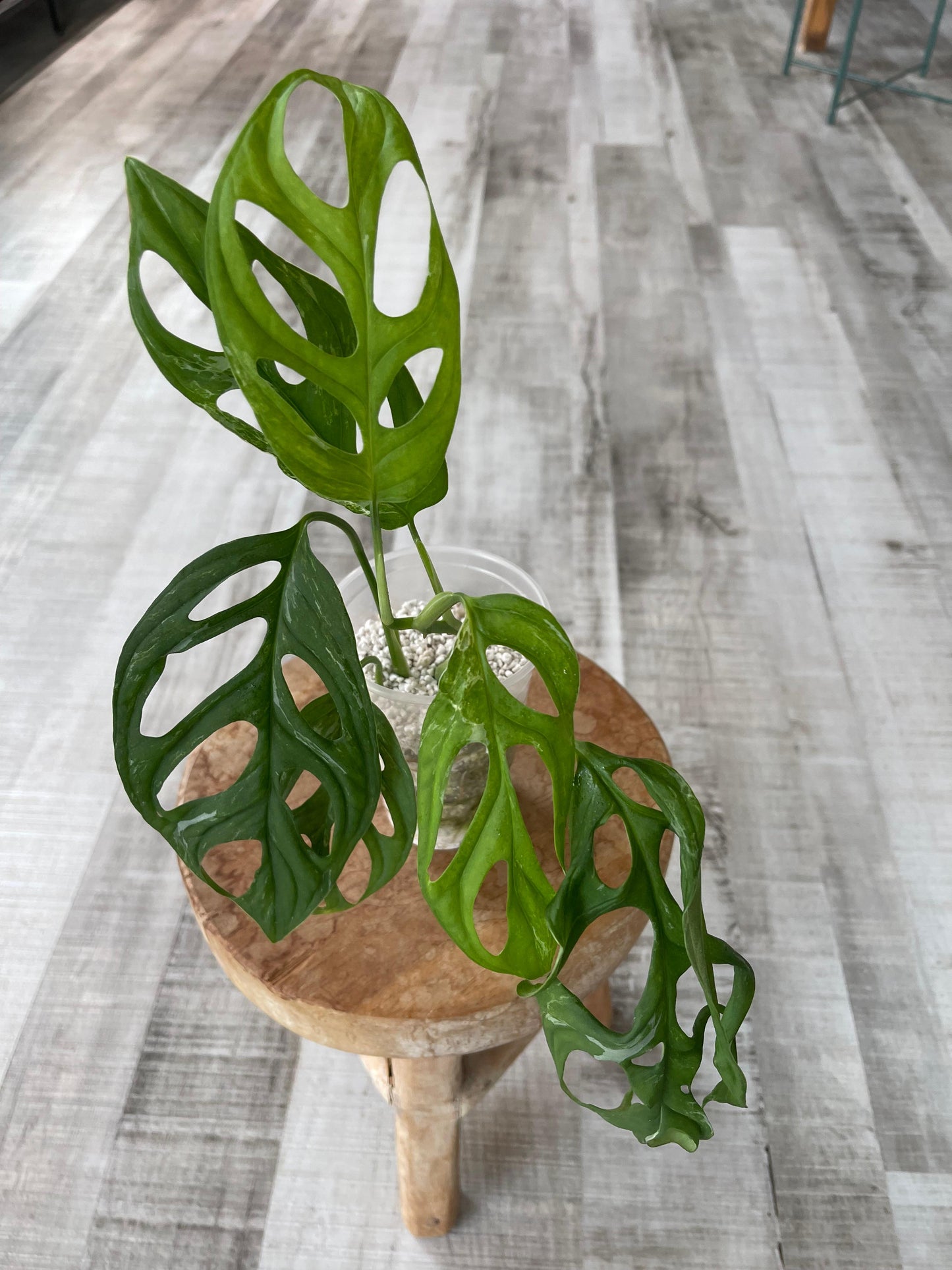 Monstera adansonii Indonesian marble (JP1)