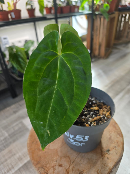 Anthurium King of Spades x Forgetii x Goliath (LS 53)