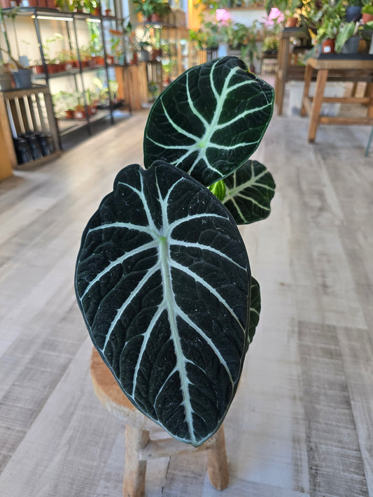Alocasia reginula Ninja
