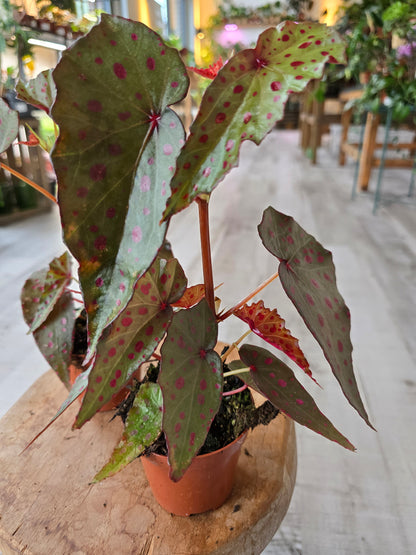 Begonia Amphioxus x Malachosticta