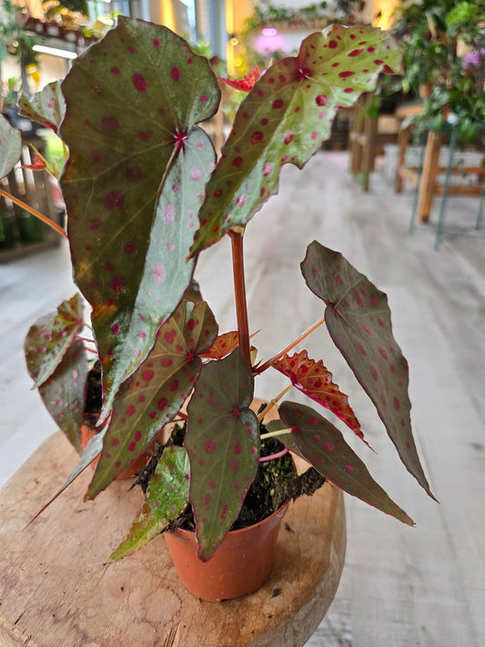 Begonia Amphioxus x Malachosticta