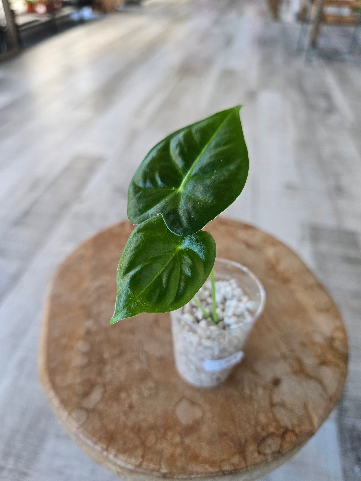 Alocasia Frydek (JP)