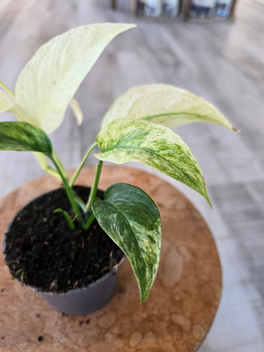 Monstera laniata mint variegata