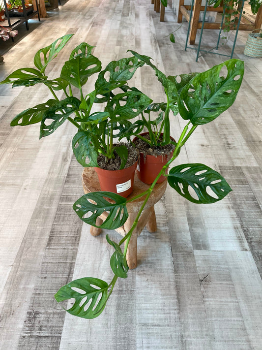 Monstera adansonii Mint