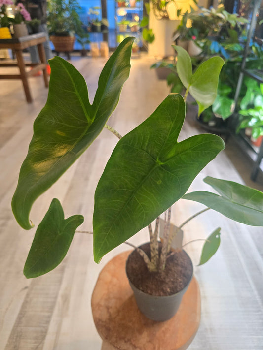 Alocasia Zebrina