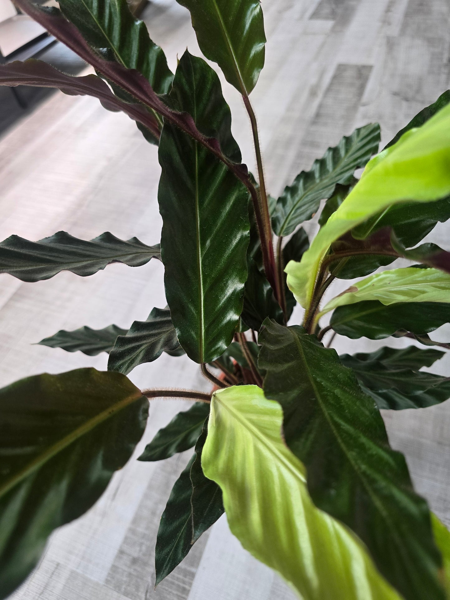 Calathea rufibarba