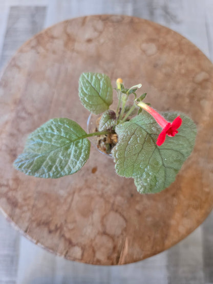 Episcia cuperata 'Tierra Plata'