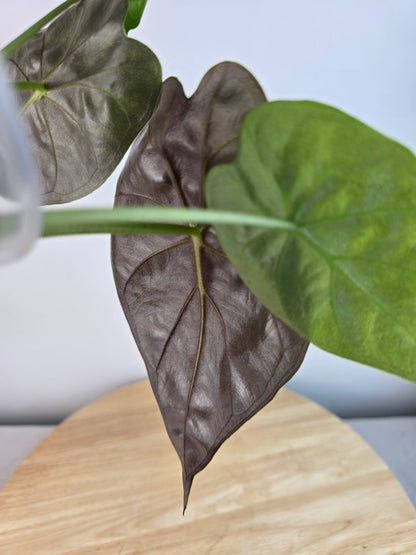 Alocasia Wentii (JP)