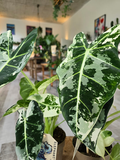 Alocasia Micholitziana 'Frydek variegata'