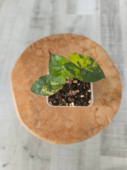 Alocasia Yucatan Princess aurea variegata