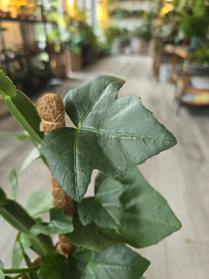 Cissus Quadrangularis