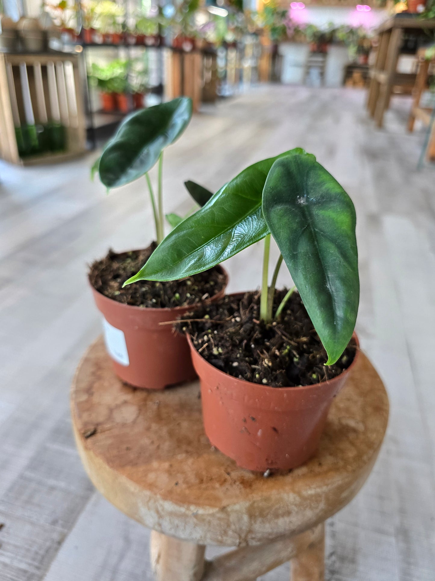 Alocasia Venusta