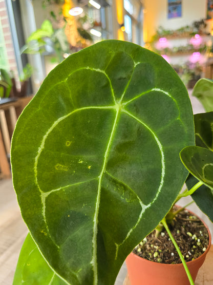 Anthurium Forgetii