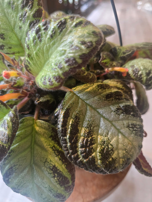Episcia 'Silver Shield'