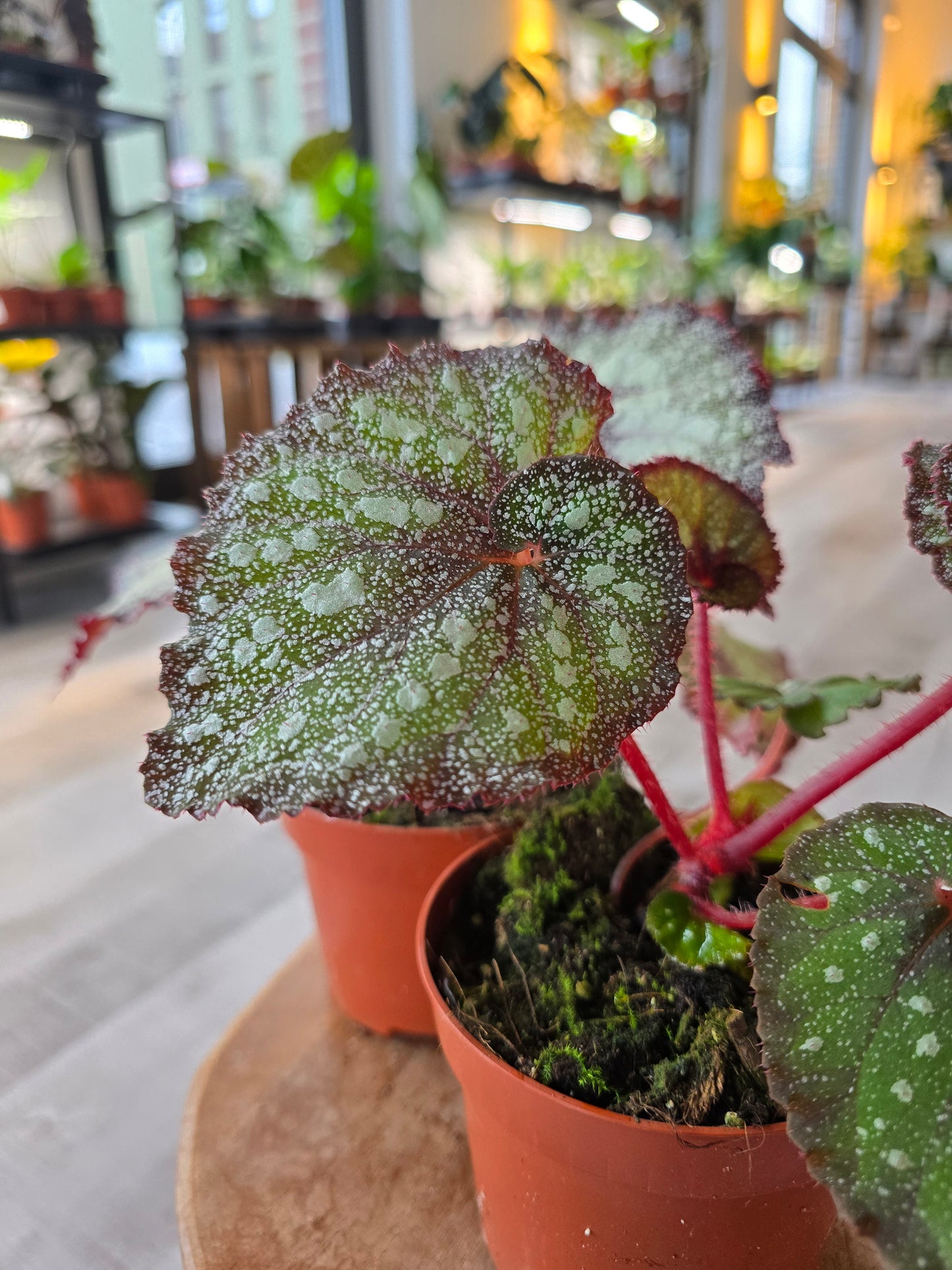 Begonia Speckled - NoID