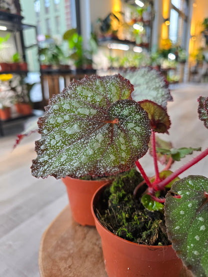Begonia Speckled - NoID