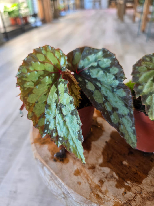 Begonia Lucifer