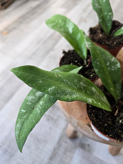 Hoya kaikoeana Splash sp. Dahlia