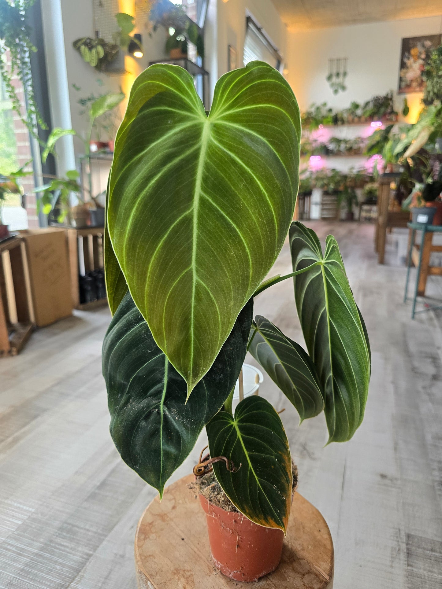 Philodendron Melanochrysum