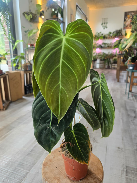 Philodendron Melanochrysum