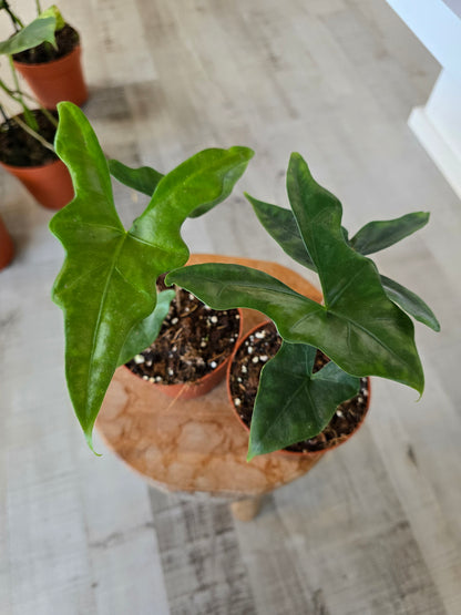 Alocasia nycteris 'Bat Wing'