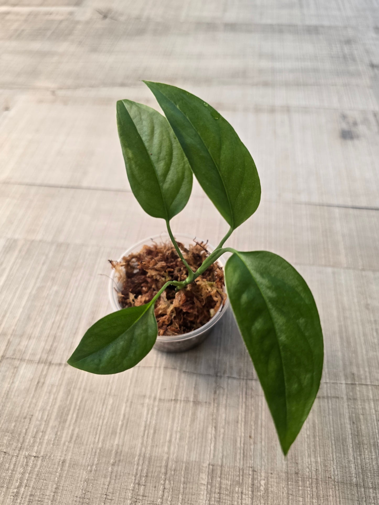 Monstera Praetermissa (JP)