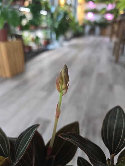 Ludisia Discolor