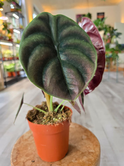 Alocasia Cuprea Red Secret