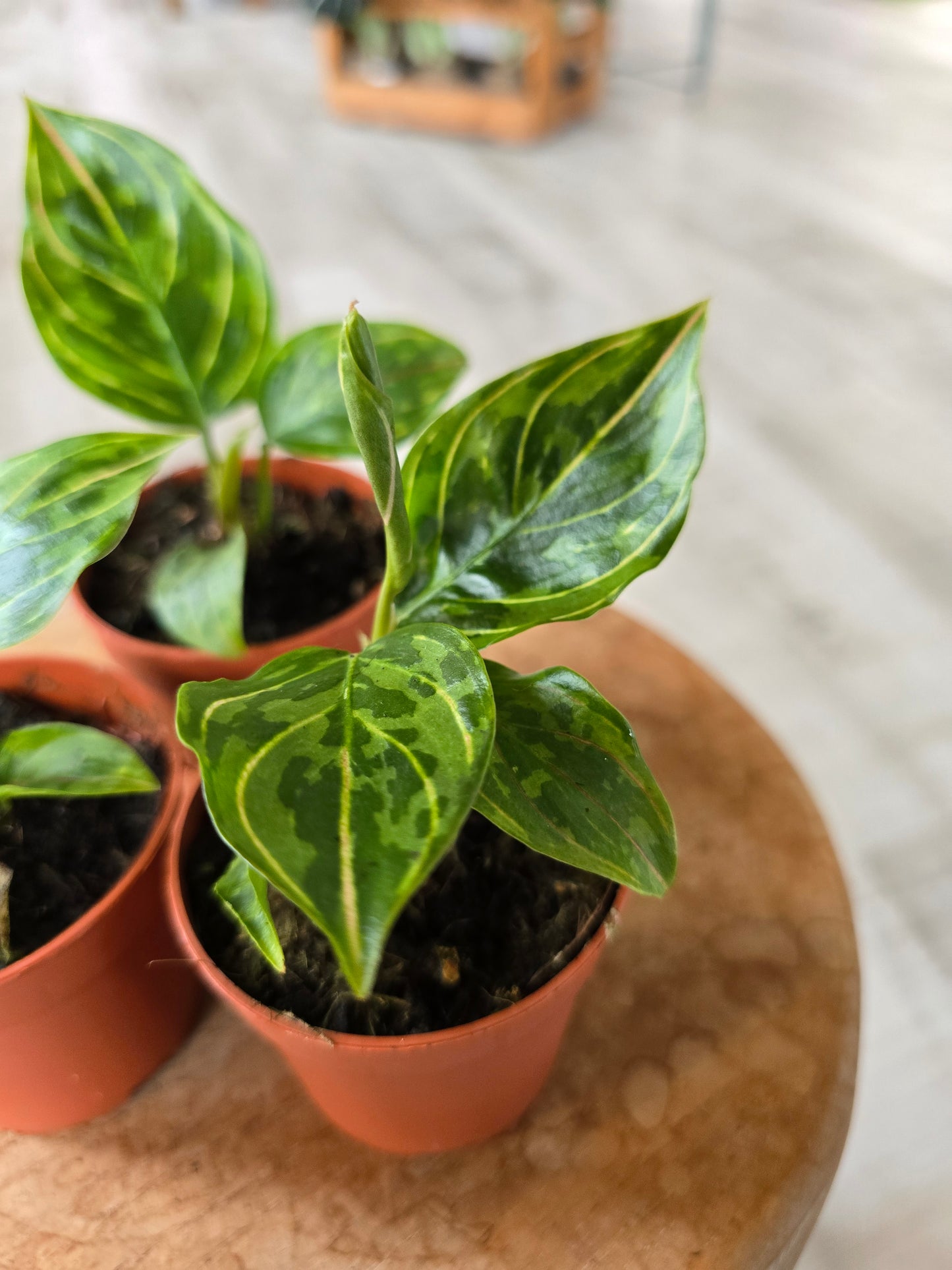 Aglaonema 'Red Army