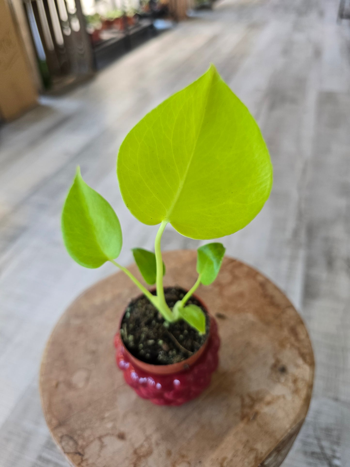 Monstera Lime Banana
