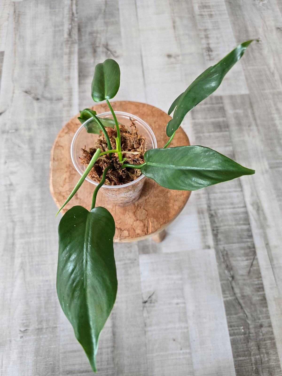 Philodendron Golden Dragon (JP)