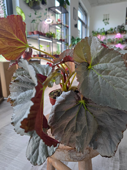 Begonia 'Grey Earl'