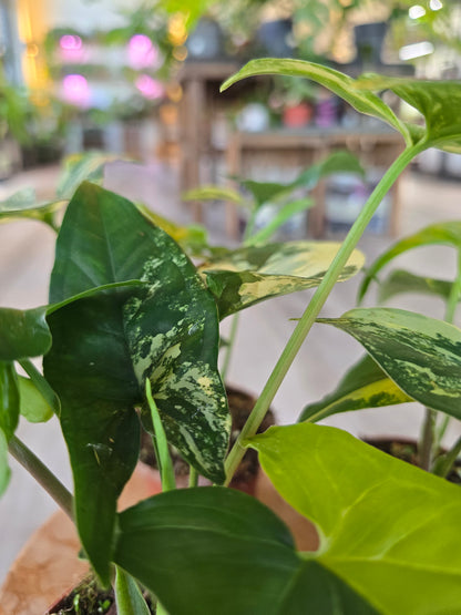 Syngonium Aurea