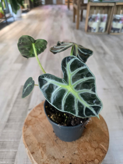 Alocasia Balloon Heart