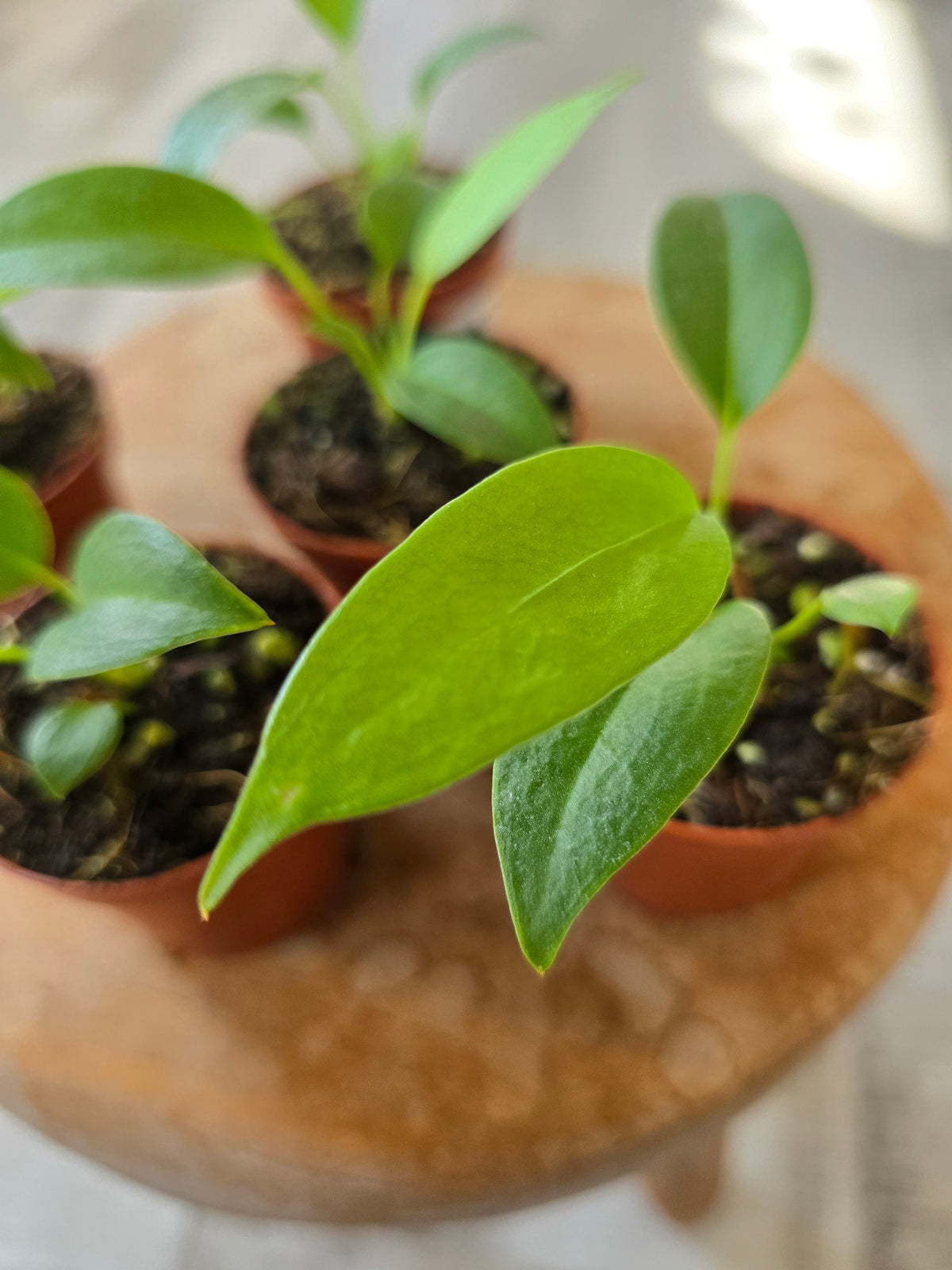 Anthurium wendlingeri