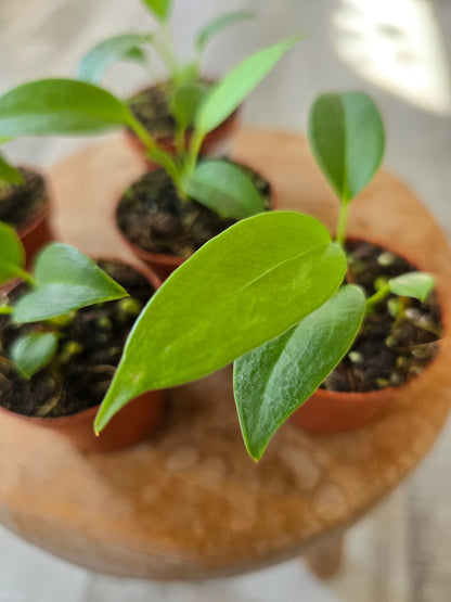 Anthurium wendlingeri