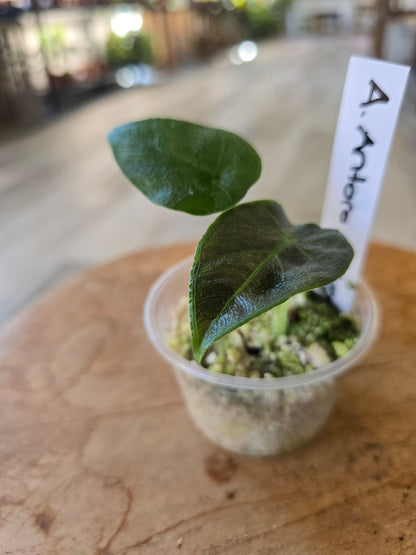 Alocasia Antoro Velvet (JP)