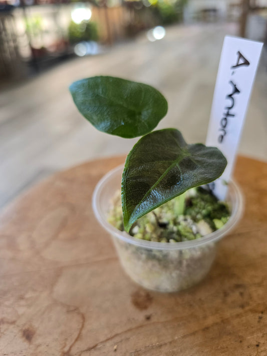 Alocasia Antoro Velvet (JP)