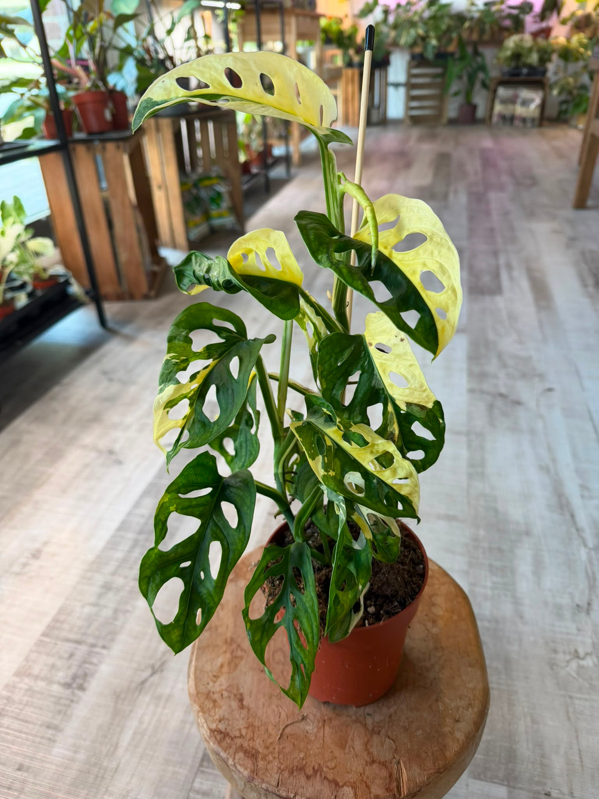 Monstera adansonii variegata