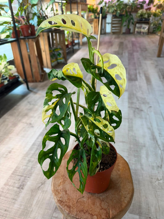 Monstera adansonii variegata