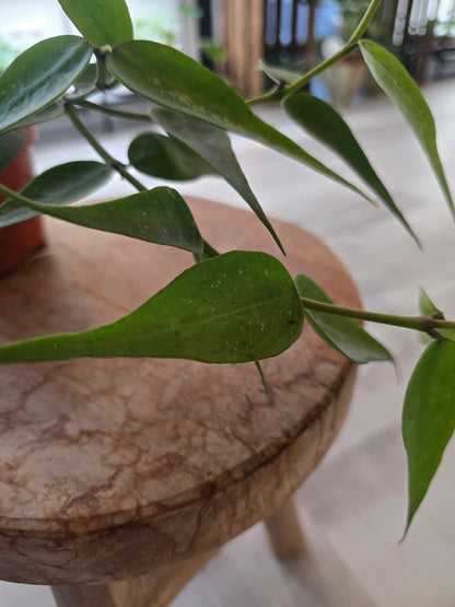 Hoya sp. Vietnam (Polyneura Complex)