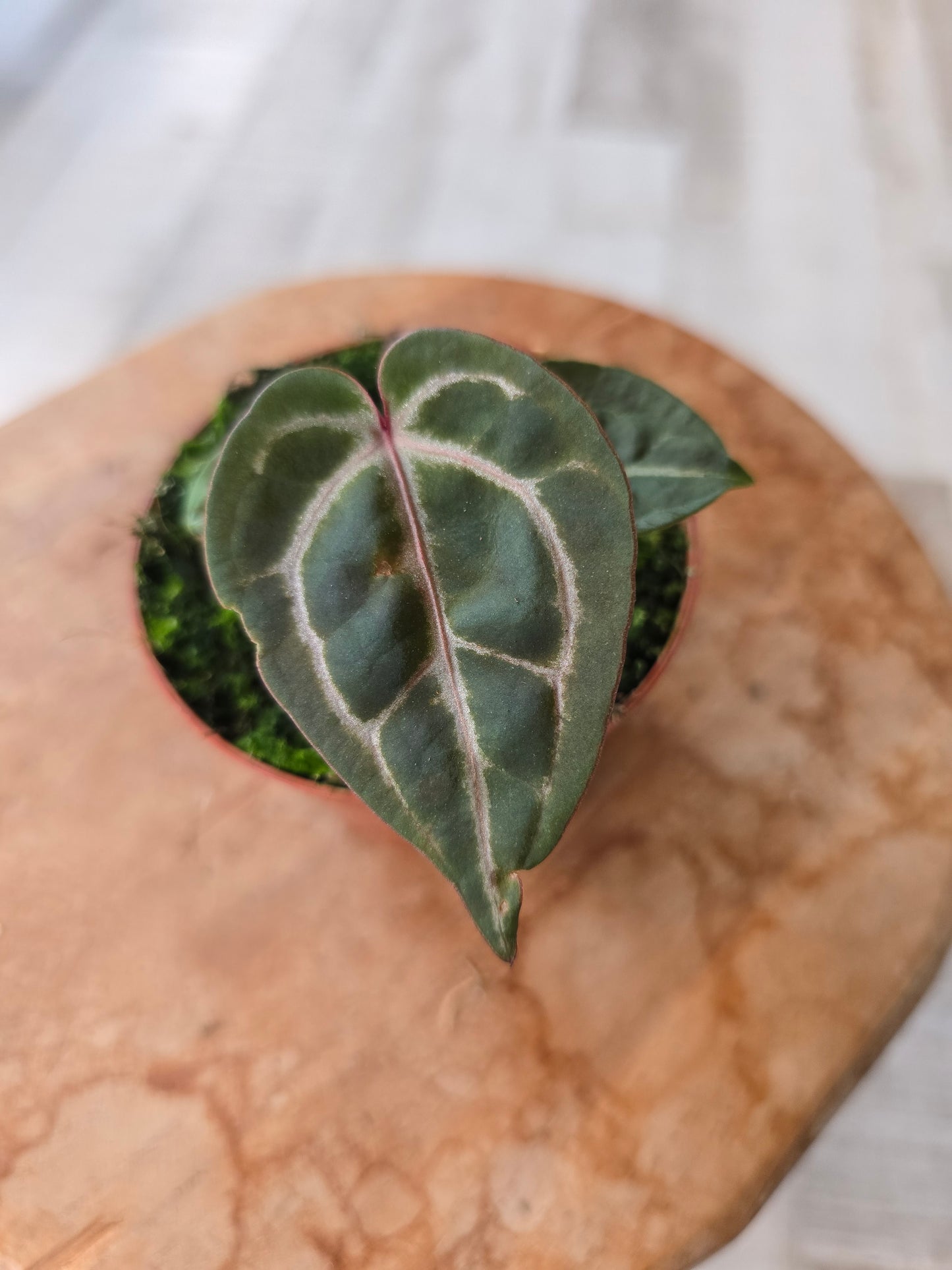 Anthurium Zara x Michelle x Red Crystallinum