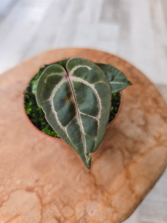Anthurium Zara x Michelle x Red Crystallinum