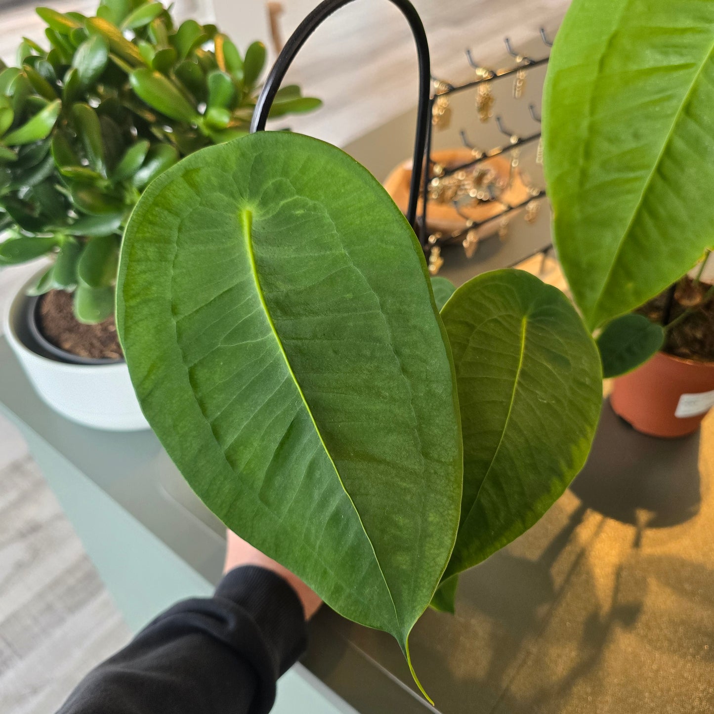 Anthurium Peltigerum