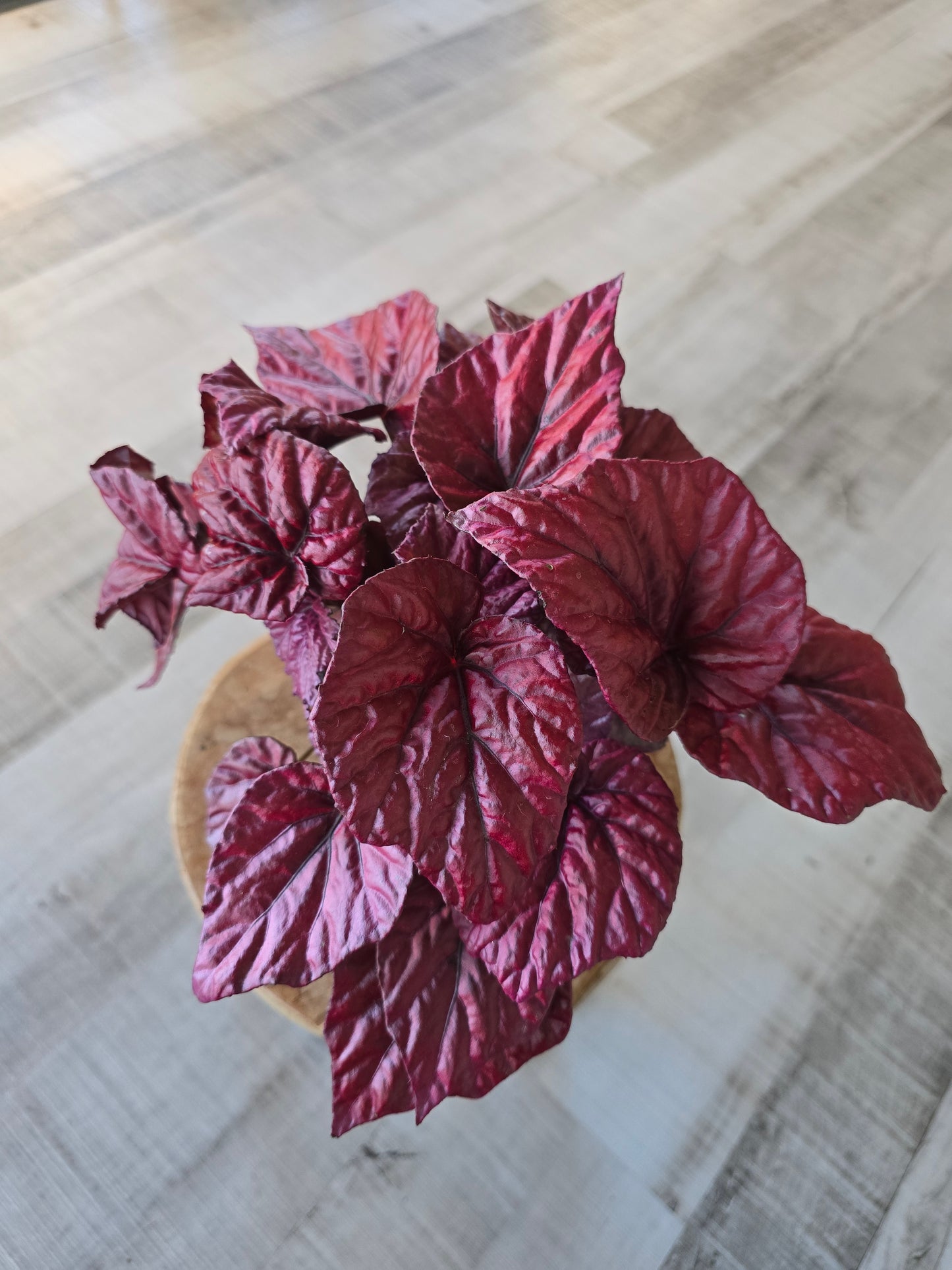 Begonia Inca Flame