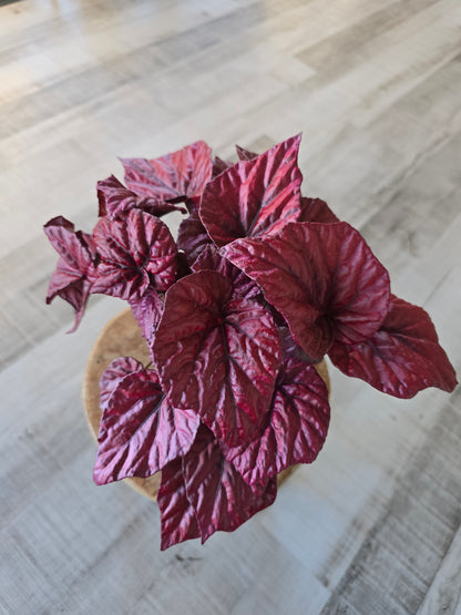 Begonia Inca Flame
