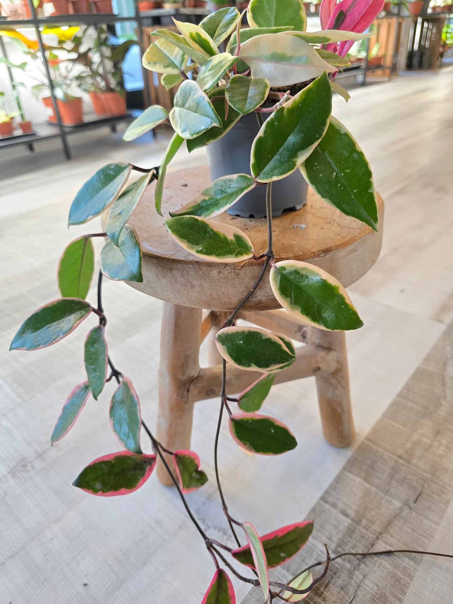 Hoya carnosa 'Flamingo Dream'