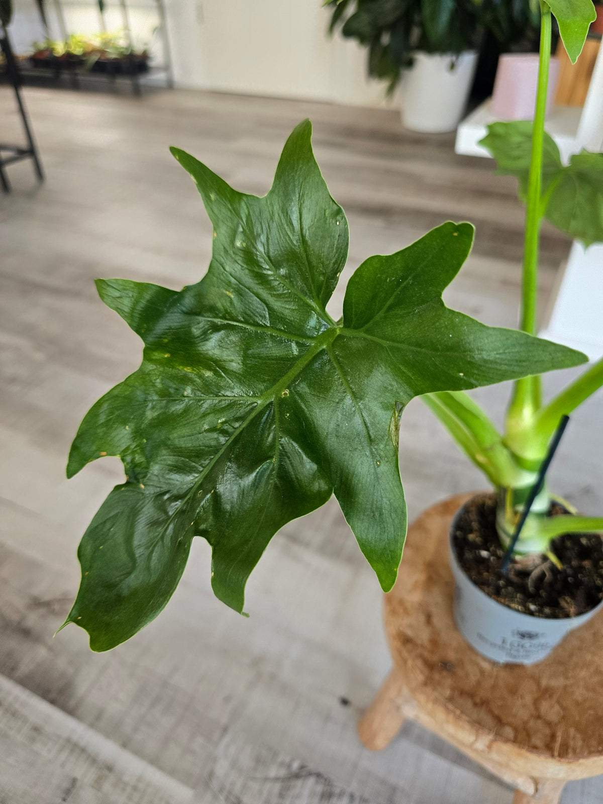 Philodendron warszewiczii