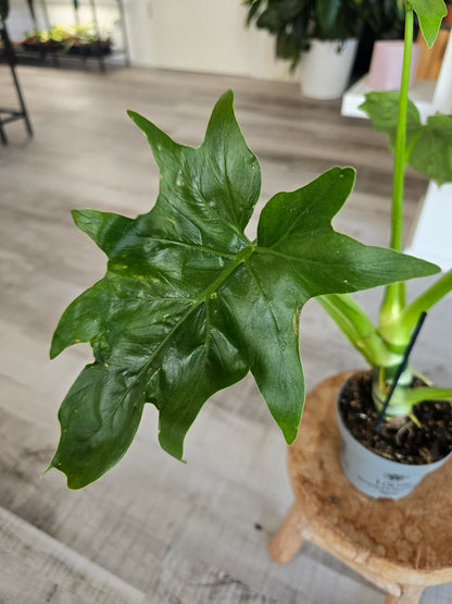 Philodendron warszewiczii