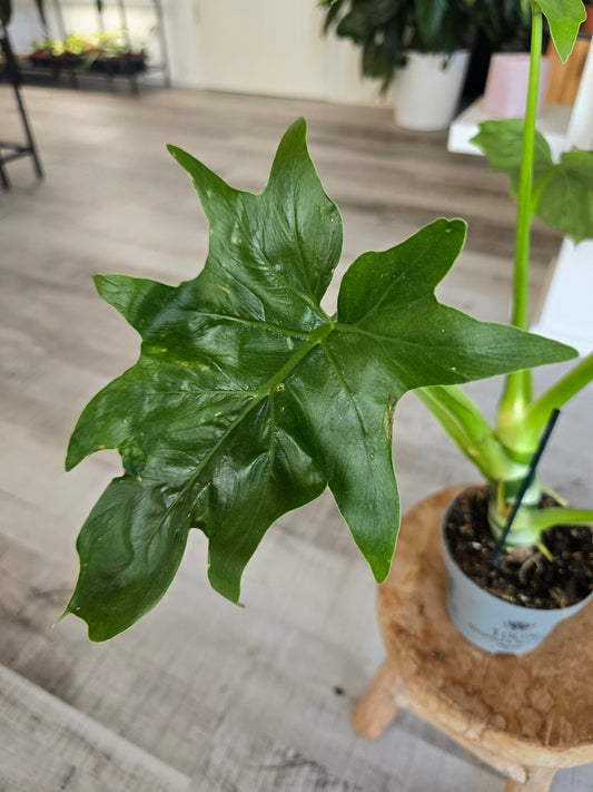 Philodendron warszewiczii